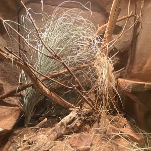 Desert Dome - Rough-Scaled Death Ader Terrarium