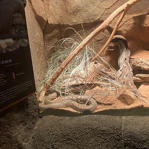 Desert Dome - King Brown Snake Terrarium