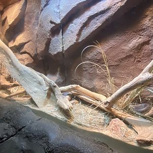 Desert Dome - Taipan Terrarium