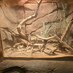 Desert Dome - Kimberly Rock Monitor Terrarium