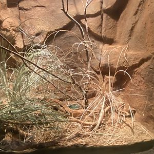 Desert Dome - Brown Tree Snake Terrarium