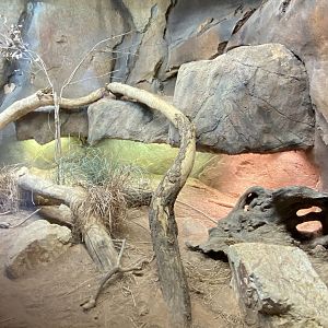 Desert Dome - Perentie Exhibit