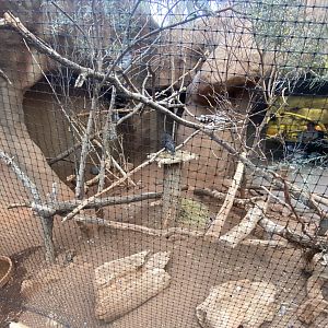 Desert Dome - Australian Aviary