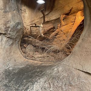 Desert Dome - Cunningham’s Skink Terrarium