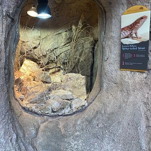 Desert Dome - Eastern Pilbara Spiny-Tailed Skink Terrarium