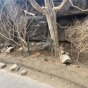 Desert Dome - Burrowing Owl/Roadrunner Exhibit