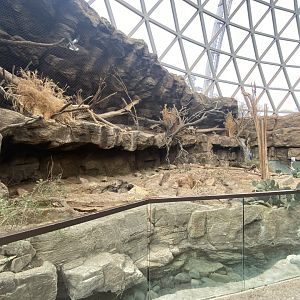 Desert Dome - Collared Peccary & Ocelot Exhibits