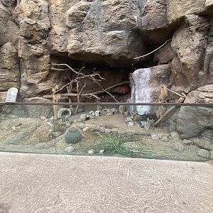Desert Dome - Burrowing Owl Exhibit