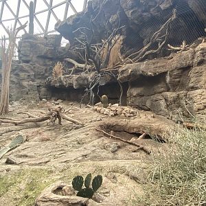 Desert Dome - Collared Peccary & Ocelot Exhibits