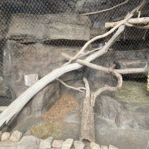 Desert Dome - Bobcat Exhibit