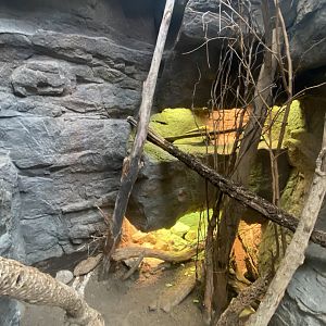 Desert Dome - Mexican Spiny-Tailed Iguana/Baja Blue Rock Lizard/Common Chuckwalla Exhibit