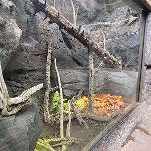 Desert Dome - Giant Mexican Horned Lizard/Baja Blue Rock Lizard/Common Collard Lizard/Common Chuckwalla Exhibit