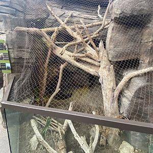 Desert Dome - Spiny-Tailed Iguana/Sonoran Box Turtle/Common Box Turtle Exhibit