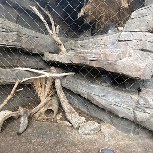 Desert Dome - Swift Fox Exhibit