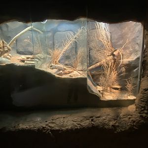 Desert Dome - Sidewinder, Mottled Rock Rattlesnake, & Santa Catalina Island Rattlesnake Terrariums