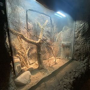 Desert Dome - Santa Catalina Island Rattlesnake Terrarium