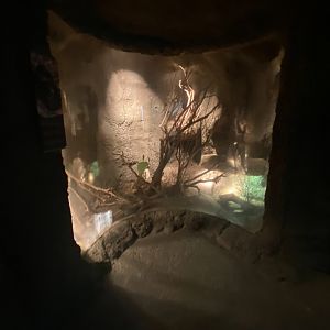 Desert Dome - Arizona Black Rattlesnake Exhibit