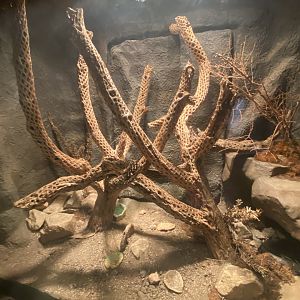 Desert Dome - Cantill Viper Terrarium