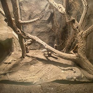 Desert Dome - Mexican Bearded Lizard Terrarium