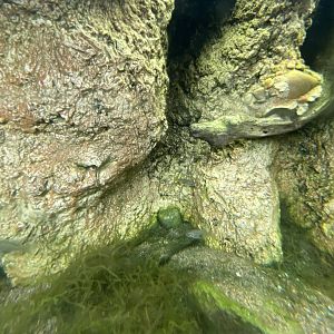 Desert Dome - Redtail Splitfin Tank