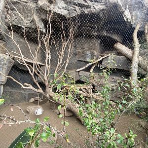 Desert Dome - White-Nosed Coati Exhibit