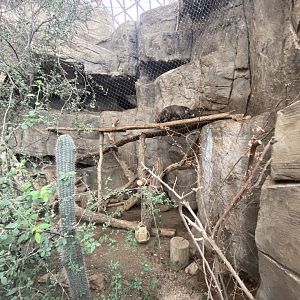 Desert Dome - White Nosed Coati Exhibit
