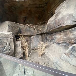 Desert Dome - Empty Exhibit