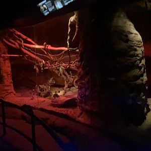 Kingdom of the Night - South African Springhas/Potto/Hoffman’s Two-Toed Sloth Exhibit