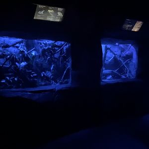 Kingdom of the Night - Green Tree Python/Amazon Milky Frog/Magnificent Tree Frog