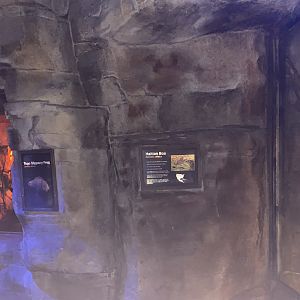 Kingdom of the Night - Togo Slippery Frog & Haitian Boa Terrariums