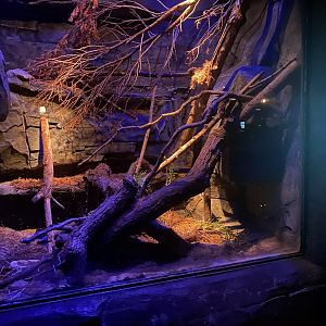 East Indigo Snake Terrarium