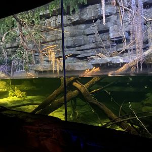 Kingdom of the Night - American Crocodile/Common Snapping Turtle/Aligator Snapping Turtle