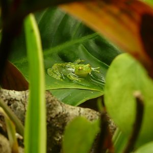 La Palma Glass Frog (Hyalinobatrachium valerioi) at Paignton Zoo - 17 October 2021