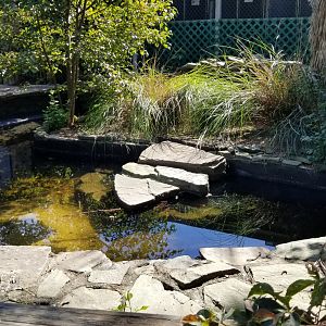 Popcorn Park - Empty, caiman?