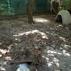 Popcorn Park - Box turtles