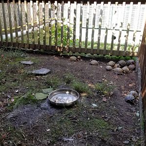Popcorn Park - Box turtles