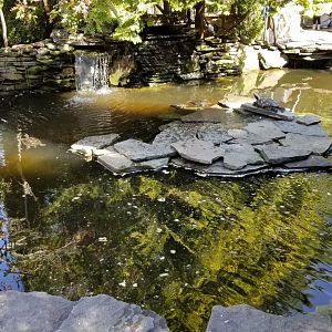 Popcorn Park - Turtle pond