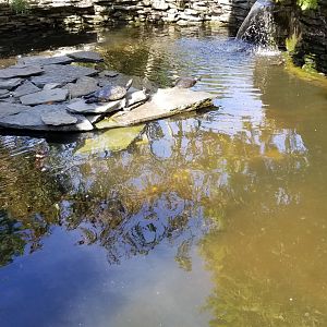 Popcorn Park - Turtle pond