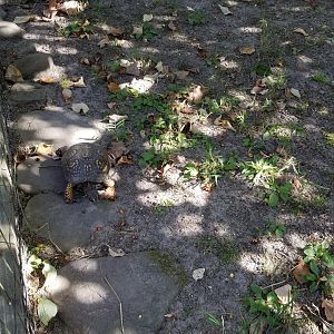 Popcorn Park - Law enforcement tortoise yard