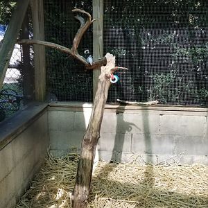 Popcorn Park - Aviary, Diamond dove and cockatiels