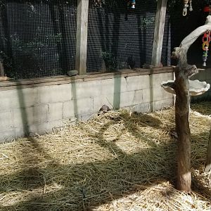 Popcorn Park - Aviary, Mourning dove