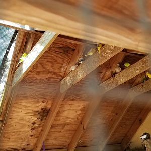 Popcorn Park - Aviary, Budgies