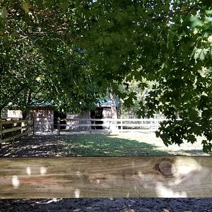 Popcorn Park - Belgian horse