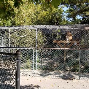Popcorn Park - Primates, patas monkey first