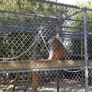 Popcorn Park - Patas monkey