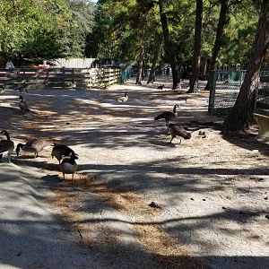 Popcorn Park - Geese are all over the place