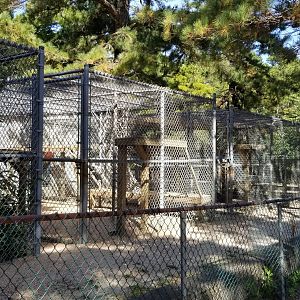 Popcorn Park - Japanese macaque exhibits