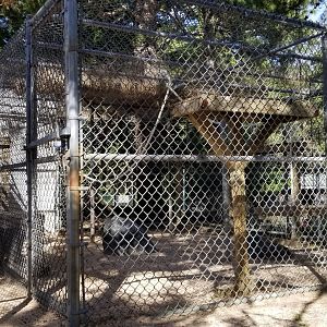 Popcorn Park - Japanese macaque