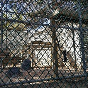 Popcorn Park - Japanese macaque, corner exhibit