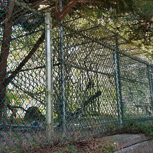Popcorn Park - White-faced capuchin